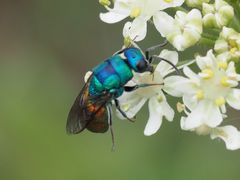 Chrysis analis