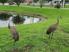 Grus canadensis image