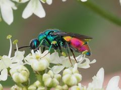 Chrysis analis