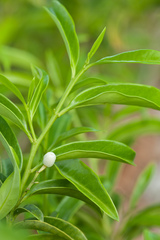 Vallesia antillana