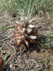 Aphyllon corymbosum mutabile