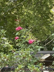 Magnoliopsida