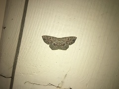 Cyclophora pendularia
