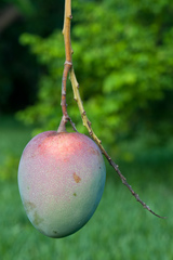 Mangifera indica