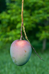 Mangifera indica