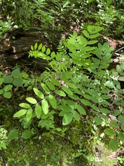 Robinia viscosa hartwigii
