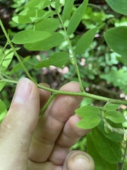 Robinia viscosa hartwigii