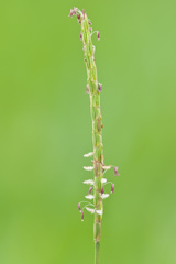Eremochloa ophiuroides