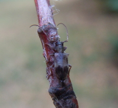 Exocentrus lusitanus