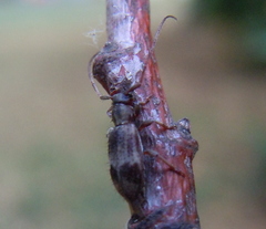 Exocentrus lusitanus