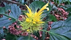 Schaueria calytricha