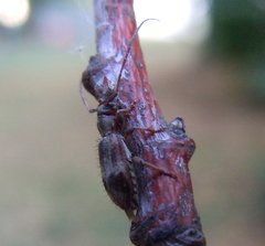 Exocentrus lusitanus