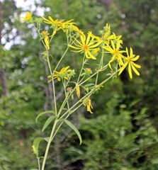 Silphium asteriscus trifoliatum