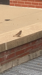 Passer domesticus