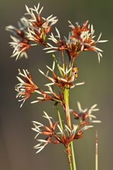 Cladium mariscus subsp. jamaicense image