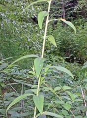 Silphium asteriscus trifoliatum