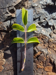 Rhus virens choriophylla