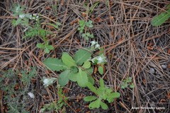 Bombycilaena discolor