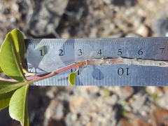 Rhus virens choriophylla