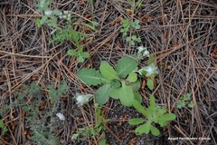 Bombycilaena discolor