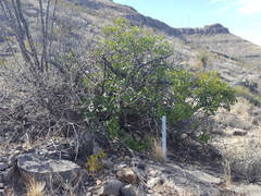 Rhus virens choriophylla