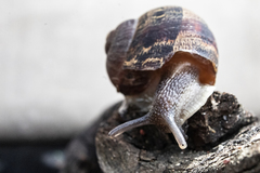 Cornu aspersum