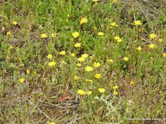 Leontodon longirostris