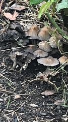 Coprinellus