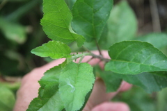 Prunus cerasifera