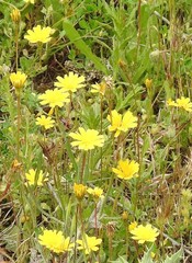 Leontodon longirostris