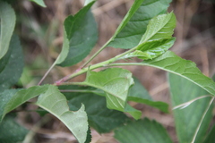 Prunus cerasifera