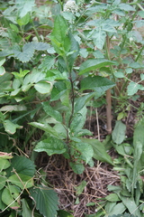 Prunus cerasifera