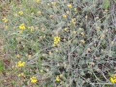Coronilla minima