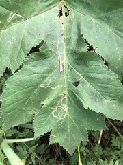 Phytomyza spondylii group