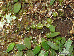 Bulbophyllum pygmaeum