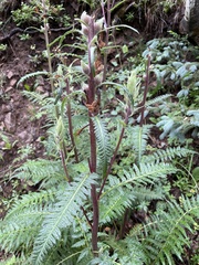 Pedicularis bracteosa