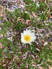 Dryas integrifolia