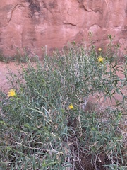 Launaea arborescens