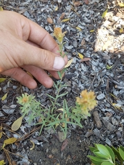 Castilleja arachnoidea
