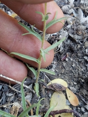 Castilleja arachnoidea