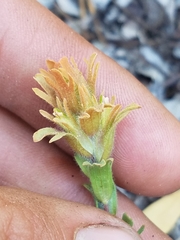Castilleja arachnoidea