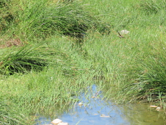 Riparia riparia