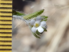 Lappula occidentalis occidentalis