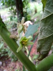 Solanum sessiliflorum