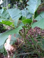 Solanum sessiliflorum