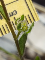 Lappula occidentalis occidentalis