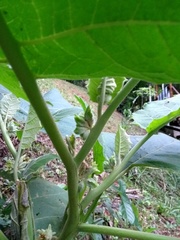 Solanum sessiliflorum