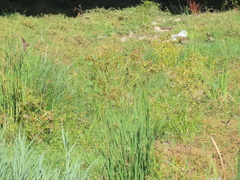 Riparia riparia