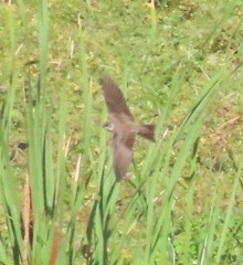 Riparia riparia
