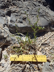 Lappula occidentalis occidentalis